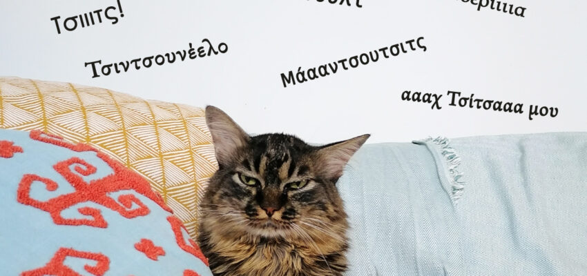 19 ιδέες για τα πιο τέλεια ονόματα γάτας